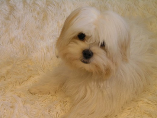 Milou en la alfombra de casa